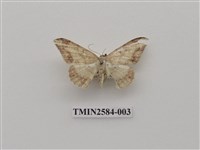 藏品(尺蛾94)的圖片